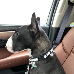 Meet your Posher, Midge